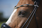 German Riding Pony