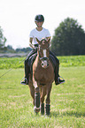 young woman rides German Riding Pony