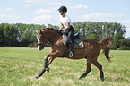 young woman rides German Riding Pony