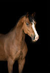 German Riding Pony Portrait