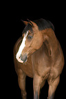 German Riding Pony Portrait