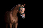 German Riding Pony Portrait