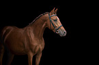 German Riding Pony Portrait