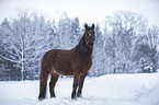 German Riding Pony