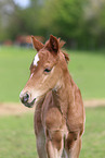 German Riding Pony foal