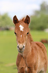 German Riding Pony foal