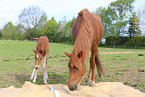 German Riding Ponies