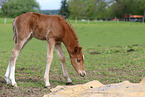 German Riding Pony foal