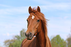 German Riding Pony Portrait