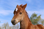 German Riding Pony Foal