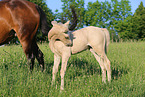German Riding Ponies