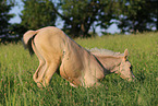German Riding Pony Foal