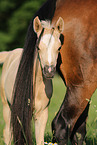 German Riding Ponies