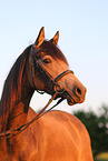 German Riding Pony Portrait