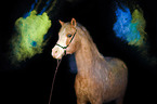 German Riding Pony with holy powder