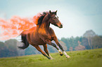 German Riding Pony with holy powder