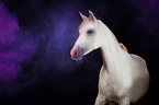 German Riding Pony with holy powder