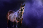 German Riding Pony with holy powder