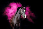 German Riding Pony with holy powder