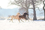 german riding ponies in the winter