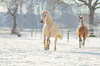german riding ponies in the winter
