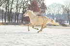 German riding pony in the snow