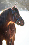 German riding pony in the snow