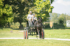 German Riding Pony with carriage