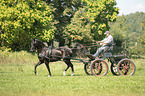 German Riding Pony with carriage