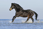 galloping German Riding Pony