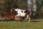 2 galloping horses