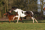 2 galloping horses