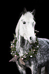 German Riding Pony with Christmas wreath