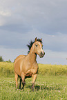 German Riding Pony in summer