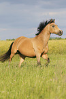German Riding Pony in summer