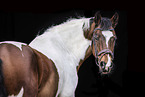 German Riding Pony