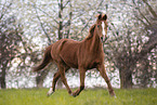 German Riding Pony