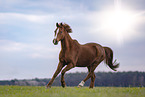 German Riding Pony