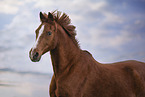 German Riding Pony