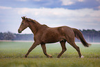 German Riding Pony