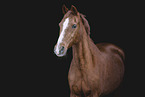 German Riding Pony