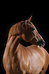 German Riding Pony mare