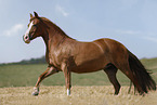 German Riding Pony mare