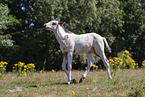 German Riding Pony foal