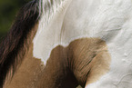German Riding Pony