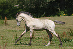 German Riding Pony foal