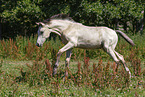 German Riding Pony foal