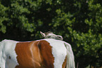 German Riding Pony