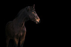 German Riding Pony