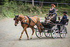 German Riding Pony